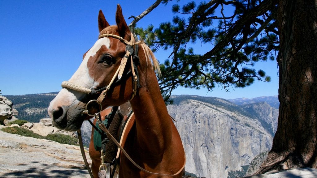 Horseback Riding in Sequoia and Kings