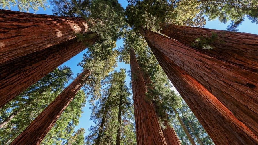 Giant Sequoia Trees at Sequoia and Kings Canyon National Park