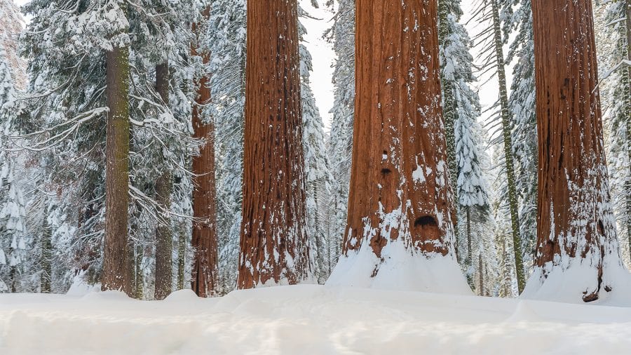 Grant Grove Snow Play at Sequoia and Kings Canyon National Parks