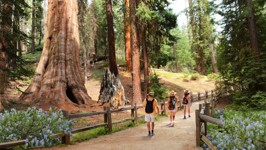 Best Hikes in Sequoia & Kings National Park