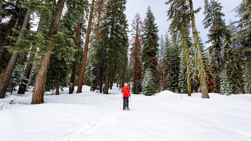 Skiing and Snowshoeing in Sequoia and Kings