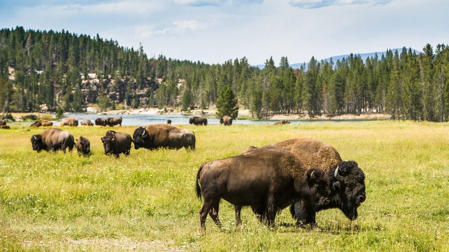 Wildlife at Yellowstone National Park