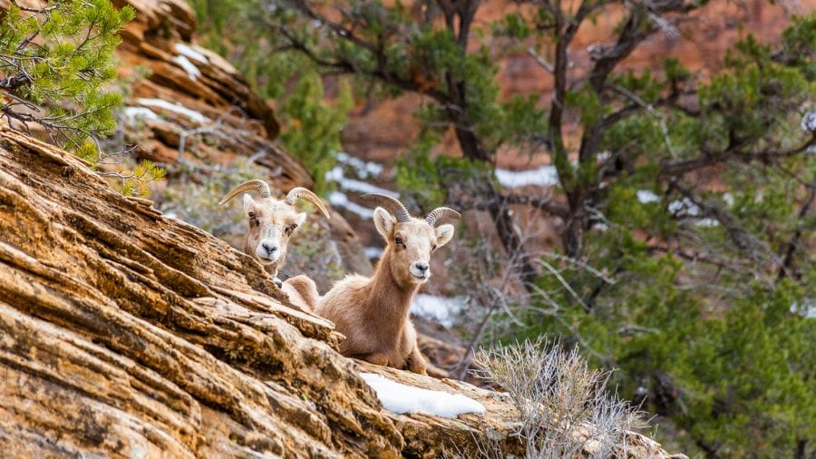 Zion National Park - Observe Wildlife