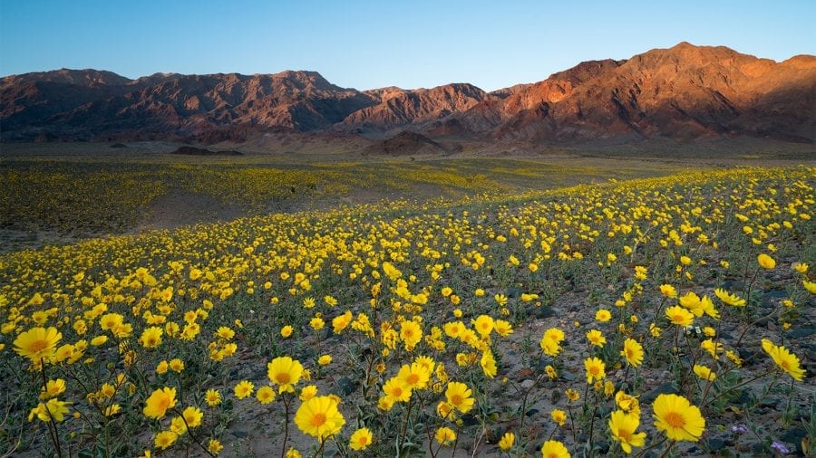 Wildflowers at Death Valley National Park