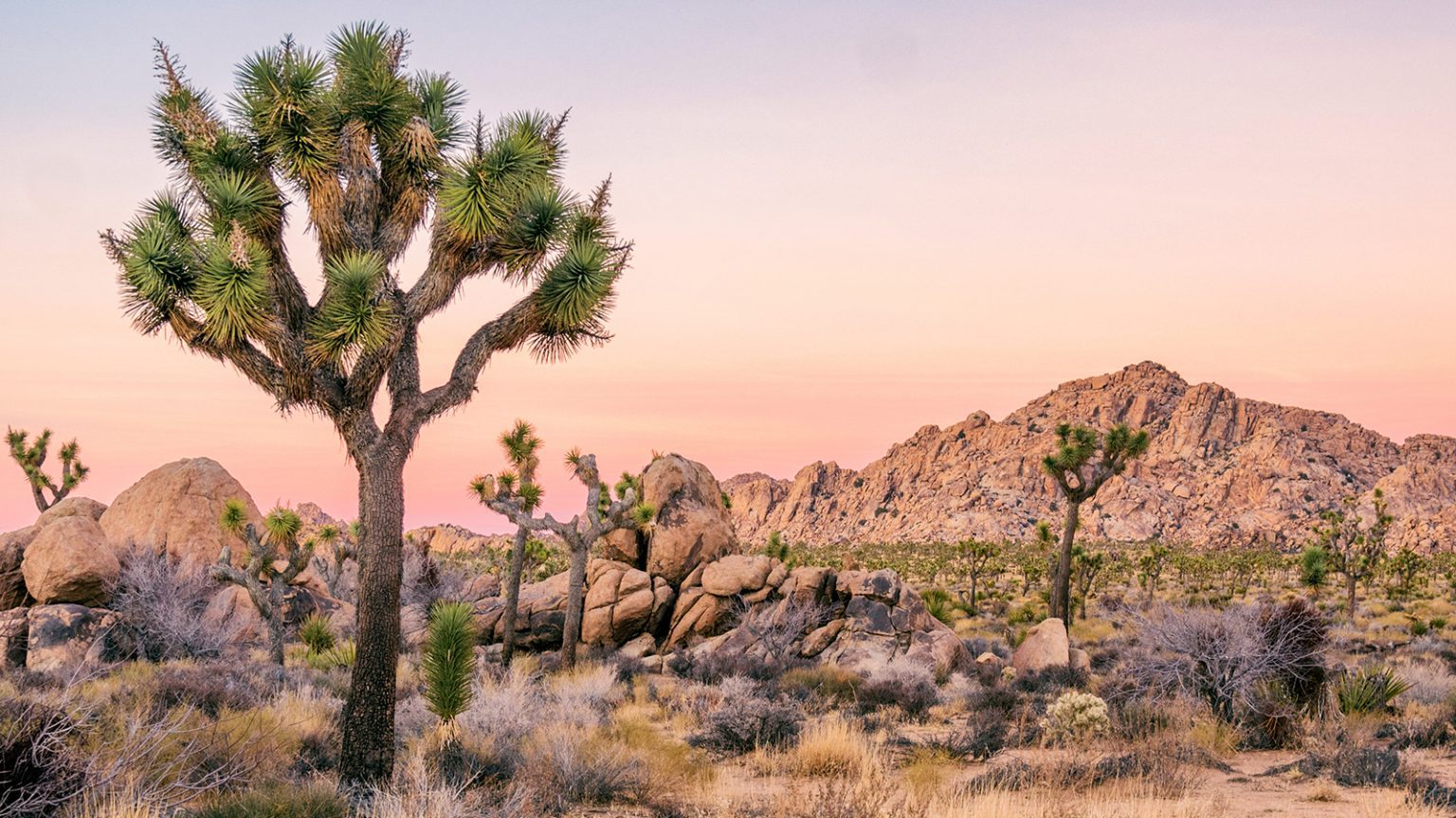 Best Time to Visit Joshua Tree National Park in 2022 The Geeky Camper