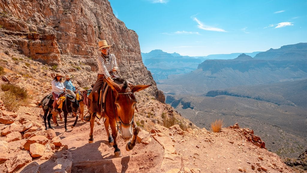 Mule Riding in Grand Canyon