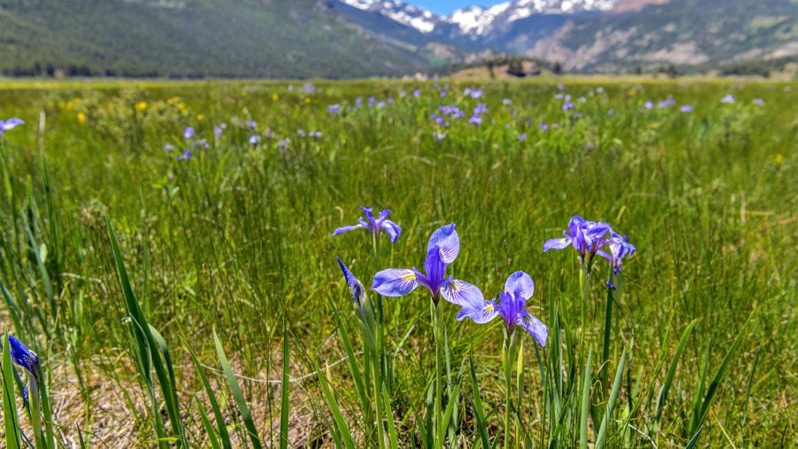 Rocky Mountain National Park - Wildflowers