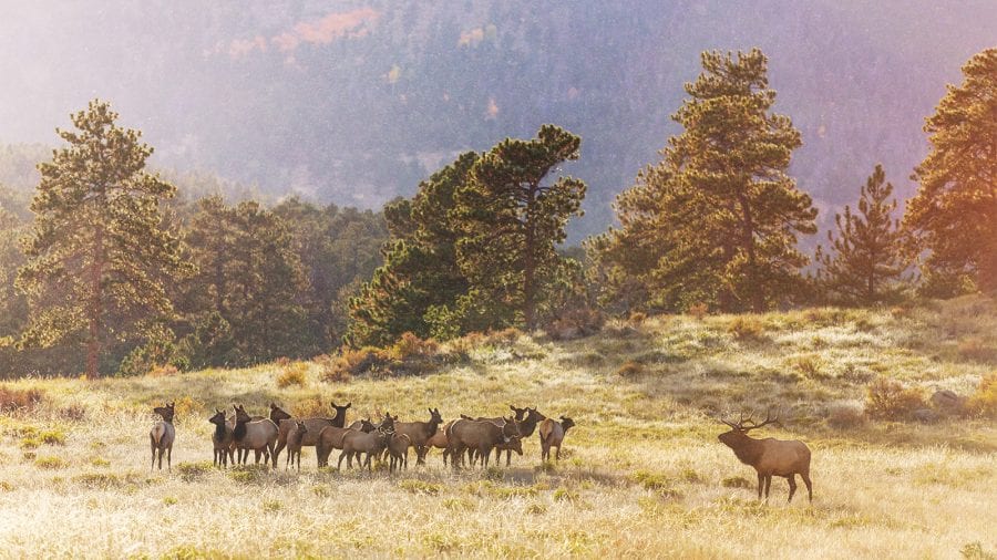 Rocky Mountain National Park - Wildlife Watching