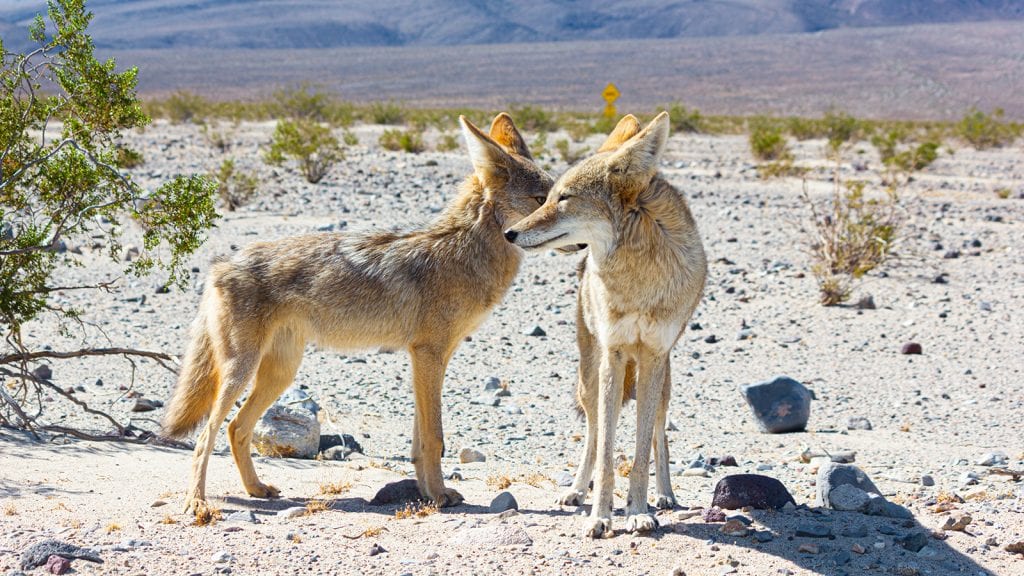 Wildlife​ in Death Valley