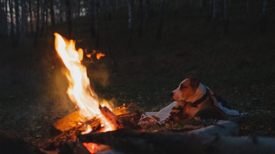 Bring the appropriate camping gear for your dog
