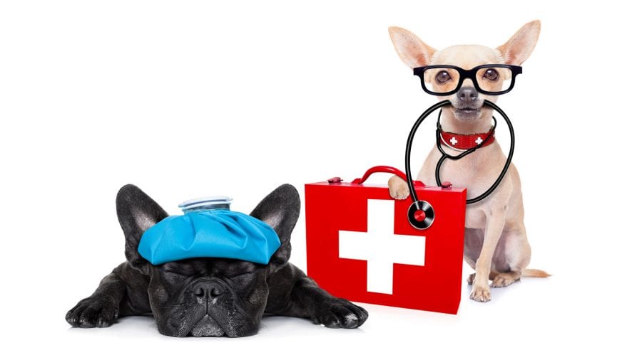 Prepare a doggie kit for outdoor emergencies (allergies and ID)
