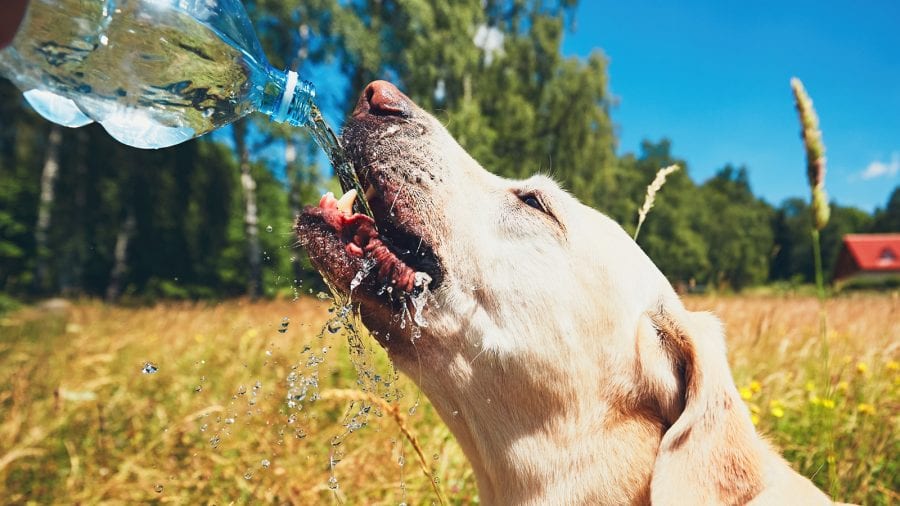 Remember your dog’s extra hydration and nutritional needs