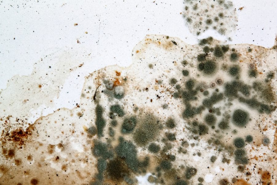 Mold on a white background