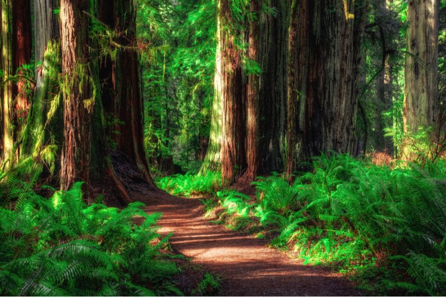 Redwood National Park in california